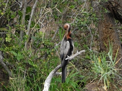 Anhinga rufa rufa