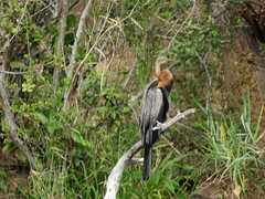 Anhinga rufa rufa