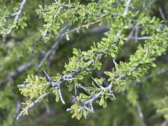 Condalia warnockii