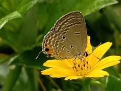 Luthrodes pandava