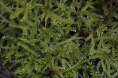 Eurhynchium angustirete