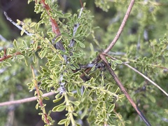 Condalia warnockii
