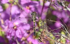 Leucorrhinia intermedia