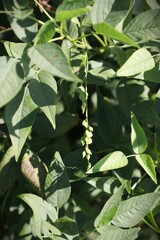 Orbexilum onobrychis