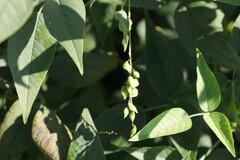 Orbexilum onobrychis