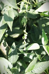 Orbexilum onobrychis