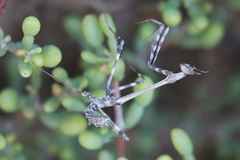 Empusa