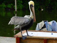 Pelecanus occidentalis