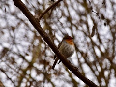 Erithacus rubecula