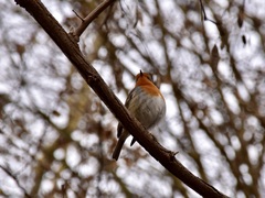 Erithacus rubecula