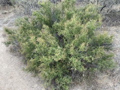 Condalia warnockii