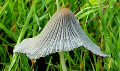 Setulosi