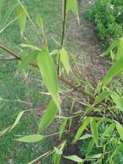 Bambusa vulgaris