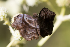 Helias phalaenoides