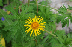 Pentanema salicinum