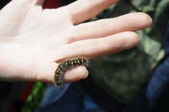 Eriogaster lanestris