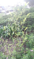 Bambusa vulgaris