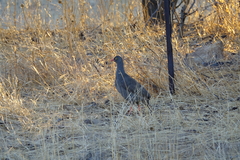 Pternistis adspersus