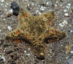 Aquilonastra