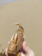 Ovalipes trimaculatus