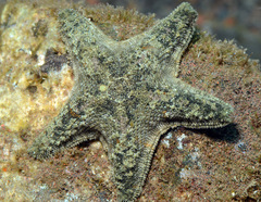 Aquilonastra