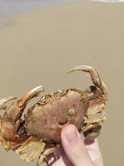 Ovalipes trimaculatus