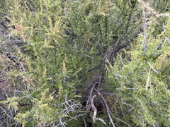 Condalia warnockii