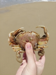 Ovalipes trimaculatus