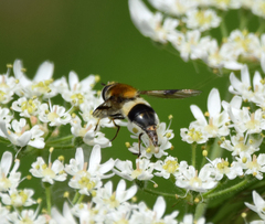 Leucozona lucorum