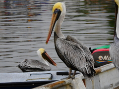 Pelecanus occidentalis