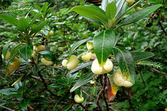 Exobasidium rhododendri
