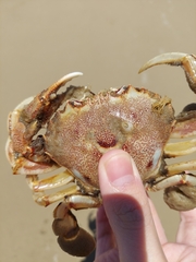 Ovalipes trimaculatus