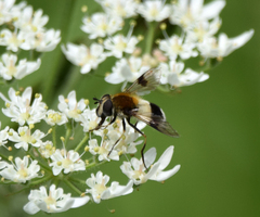 Leucozona lucorum