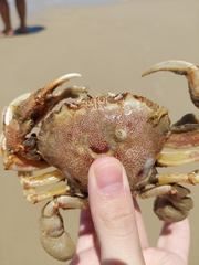 Ovalipes trimaculatus