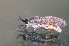 Haematopota pluvialis