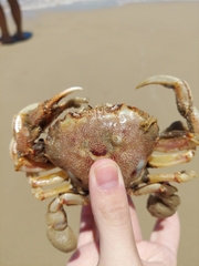 Ovalipes trimaculatus