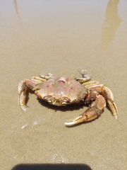 Ovalipes trimaculatus