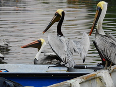 Pelecanus occidentalis
