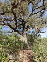 Quercus × avellaniformis