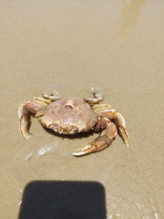 Ovalipes trimaculatus