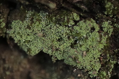Cladonia caespiticia