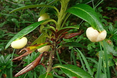 Exobasidium rhododendri