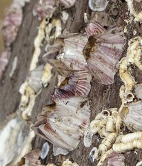 Amphibalanus amphitrite