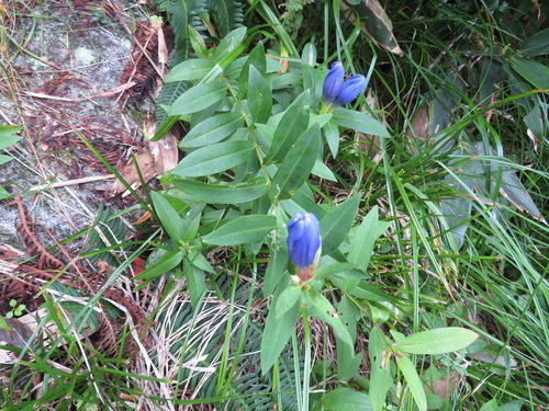 Gentiana makinoi, photograph 6