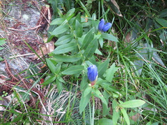 Gentiana makinoi