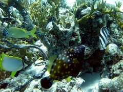 Cantherhines macrocerus