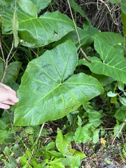 Xanthosoma robustum