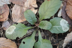 Ajuga