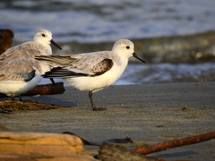 Calidris alba