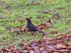 Turdus merula